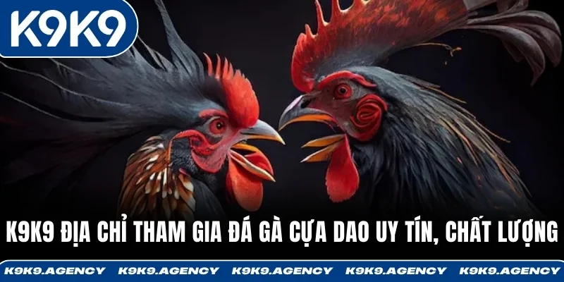 Đá Gà Cựa Dao K9K9 - Địa Chỉ Đá Gà Trực Tiếp Uy Tín 3 K9K9 địa chỉ tham gia đá gà cựa dao uy tín, chất lượng
