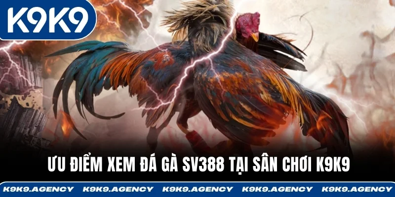 Ưu điểm xem đá gà SV388 tại sân chơi K9K9