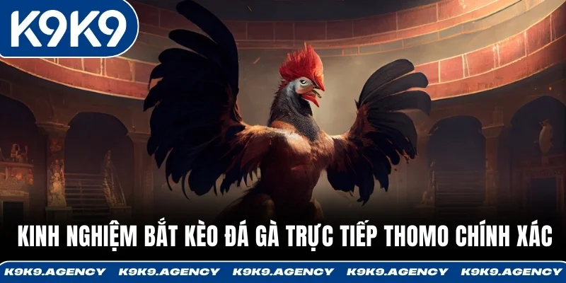 Đá Gà Trực Tiếp Thomo - Trường Lớn Campuchia, 20-30 Trận Mỗi Ngày 3 Kinh nghiệm bắt kèo đá gà trực tiếp Thomo chính xác