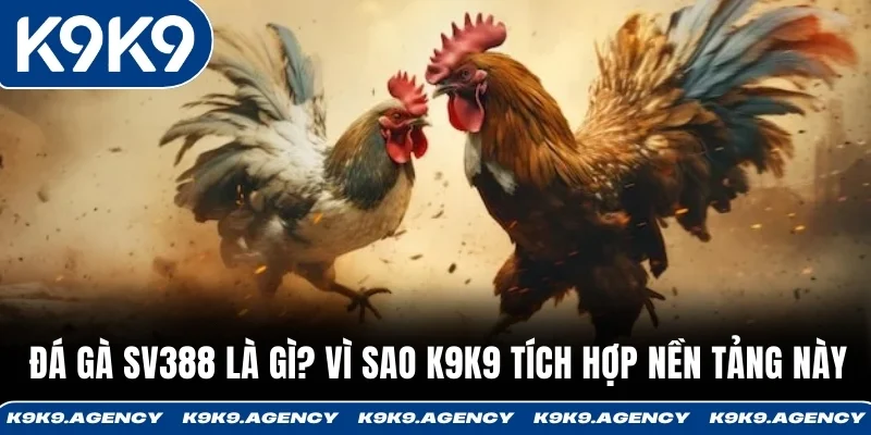 Đá gà SV388 là gì? Vì sao K9K9 tích hợp nền tảng này
