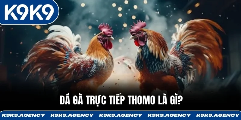 Đá Gà Trực Tiếp Thomo - Trường Lớn Campuchia, 20-30 Trận Mỗi Ngày 1 Đá gà trực tiếp Thomo là gì?