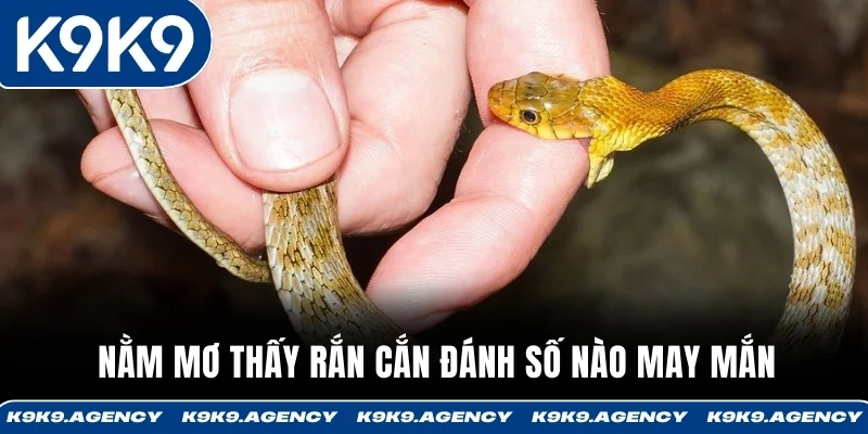 Nằm mơ thấy rắn cắn đánh số nào may mắn