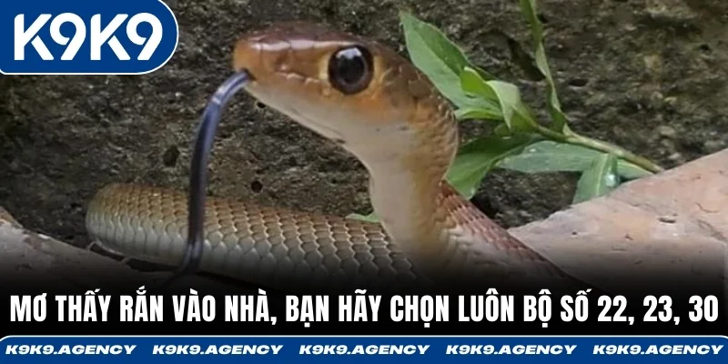 Mơ thấy rắn vào nhà, bạn hãy chọn luôn bộ số 22, 23, 30.