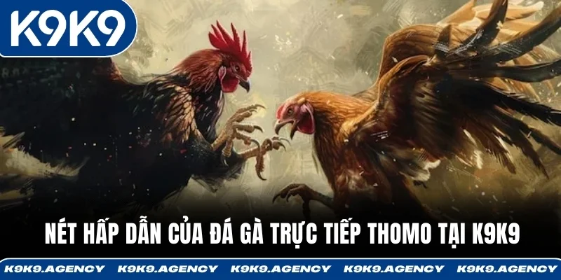 Đá Gà Trực Tiếp Thomo - Trường Lớn Campuchia, 20-30 Trận Mỗi Ngày 2 Nét hấp dẫn của đá gà trực tiếp Thomo tại K9K9