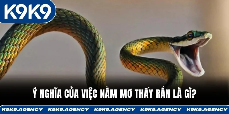 Ý nghĩa của việc nằm mơ thấy rắn là gì?